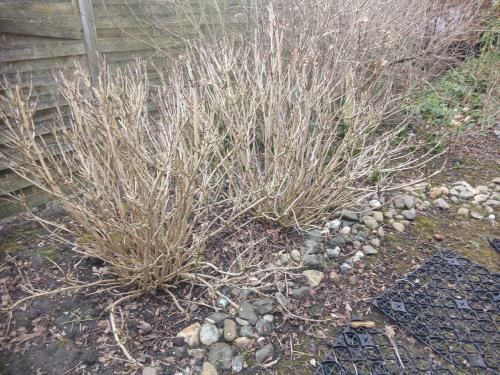 Grote hortensia, rose. 2 stuks