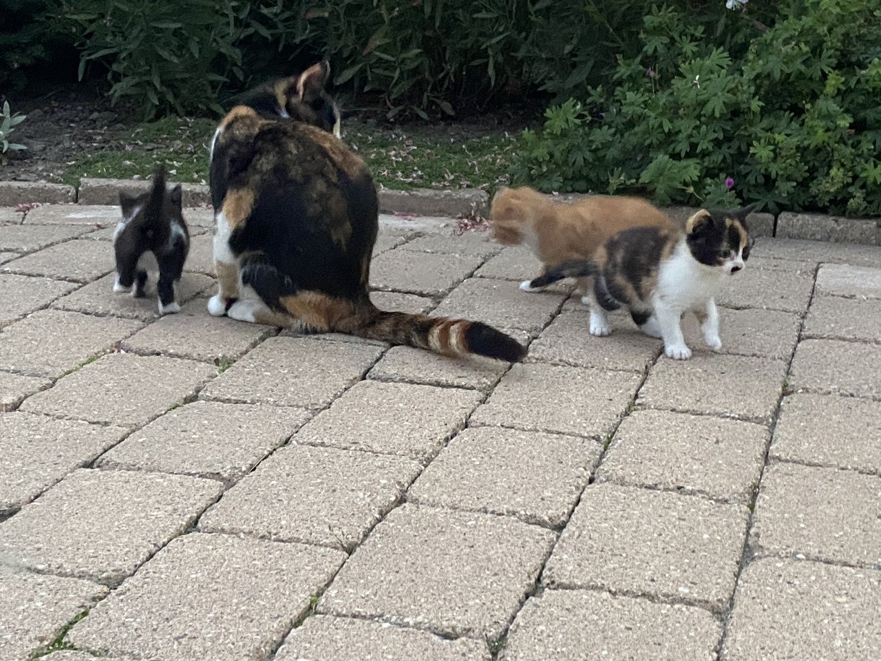 3 snoezige kittens