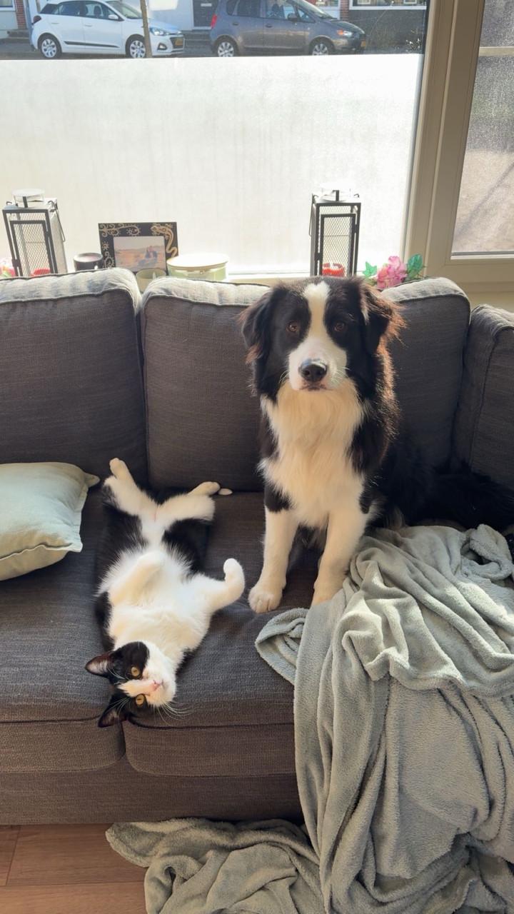 Bilou en Bailey zoeken een goud mandje