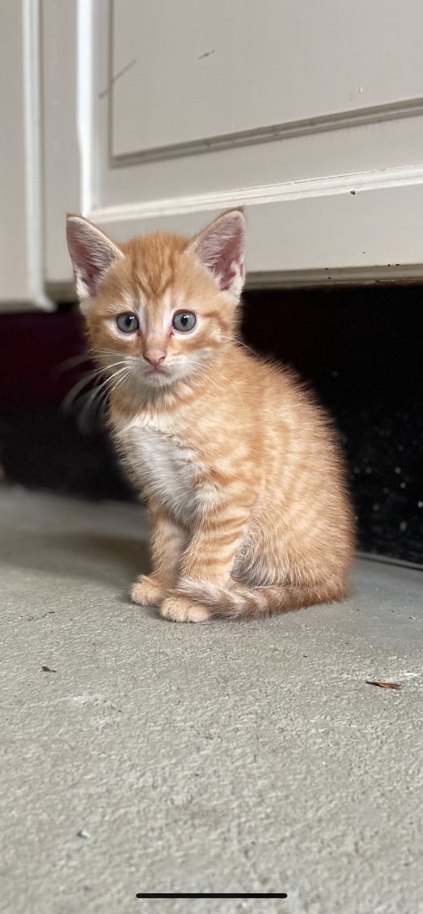 Kittens te koop