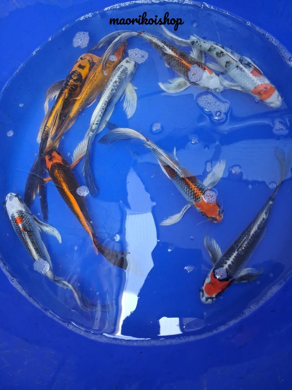 Butterflykoi