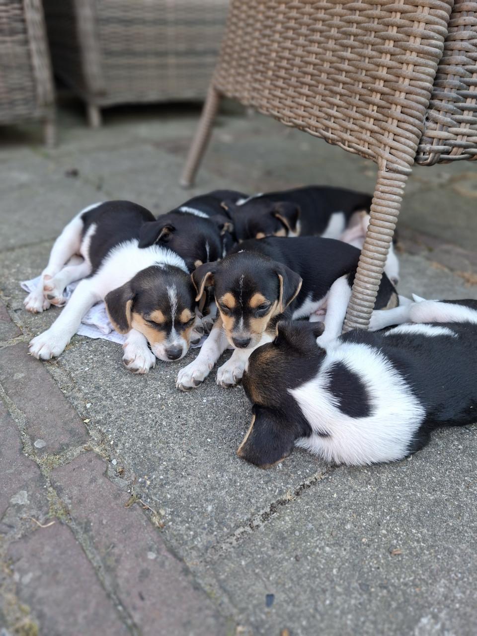 Boerenfox pups