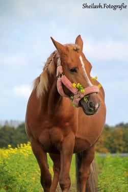 Super lieve D pony te koop.