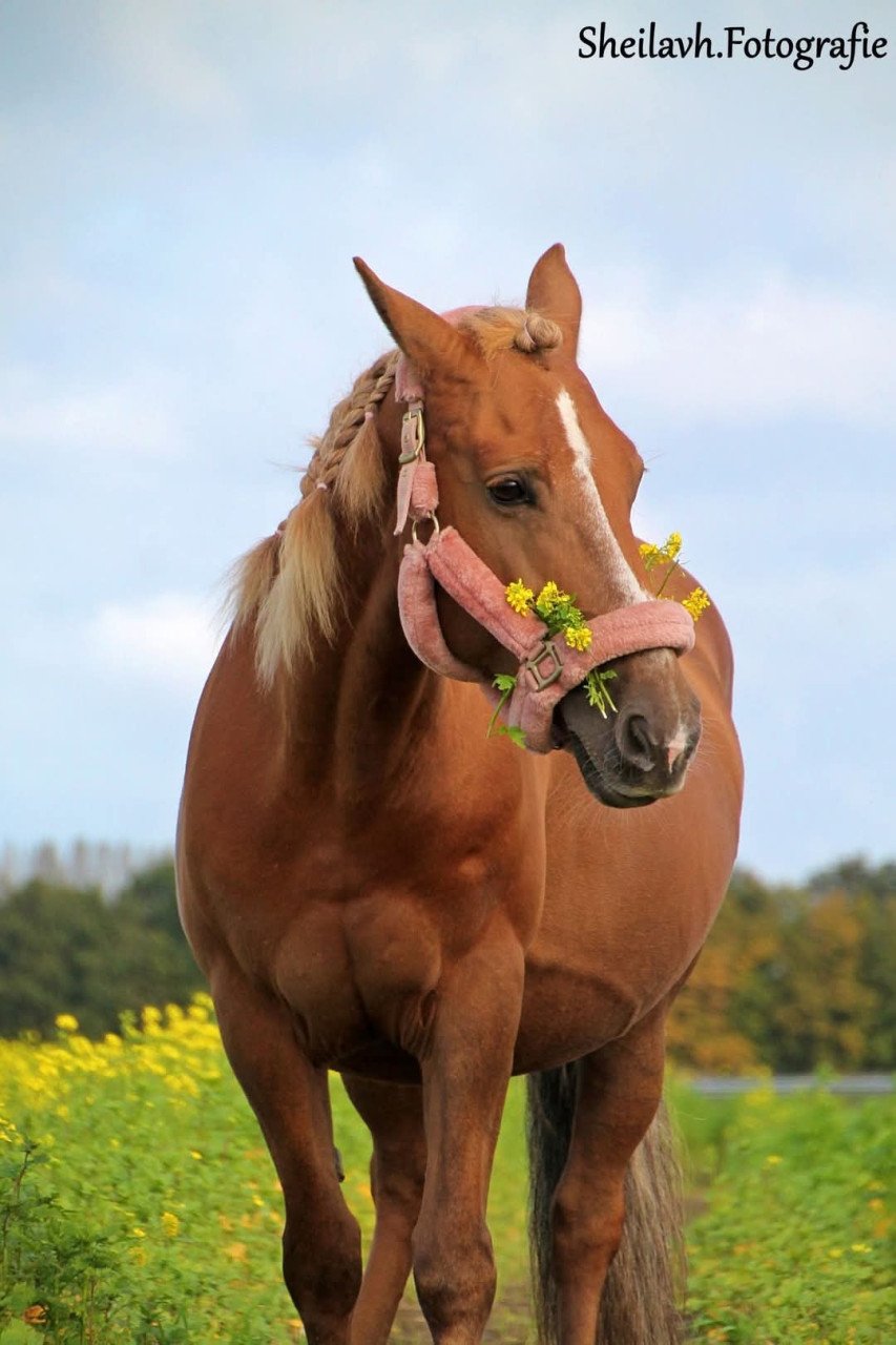 Super lieve D pony te koop.