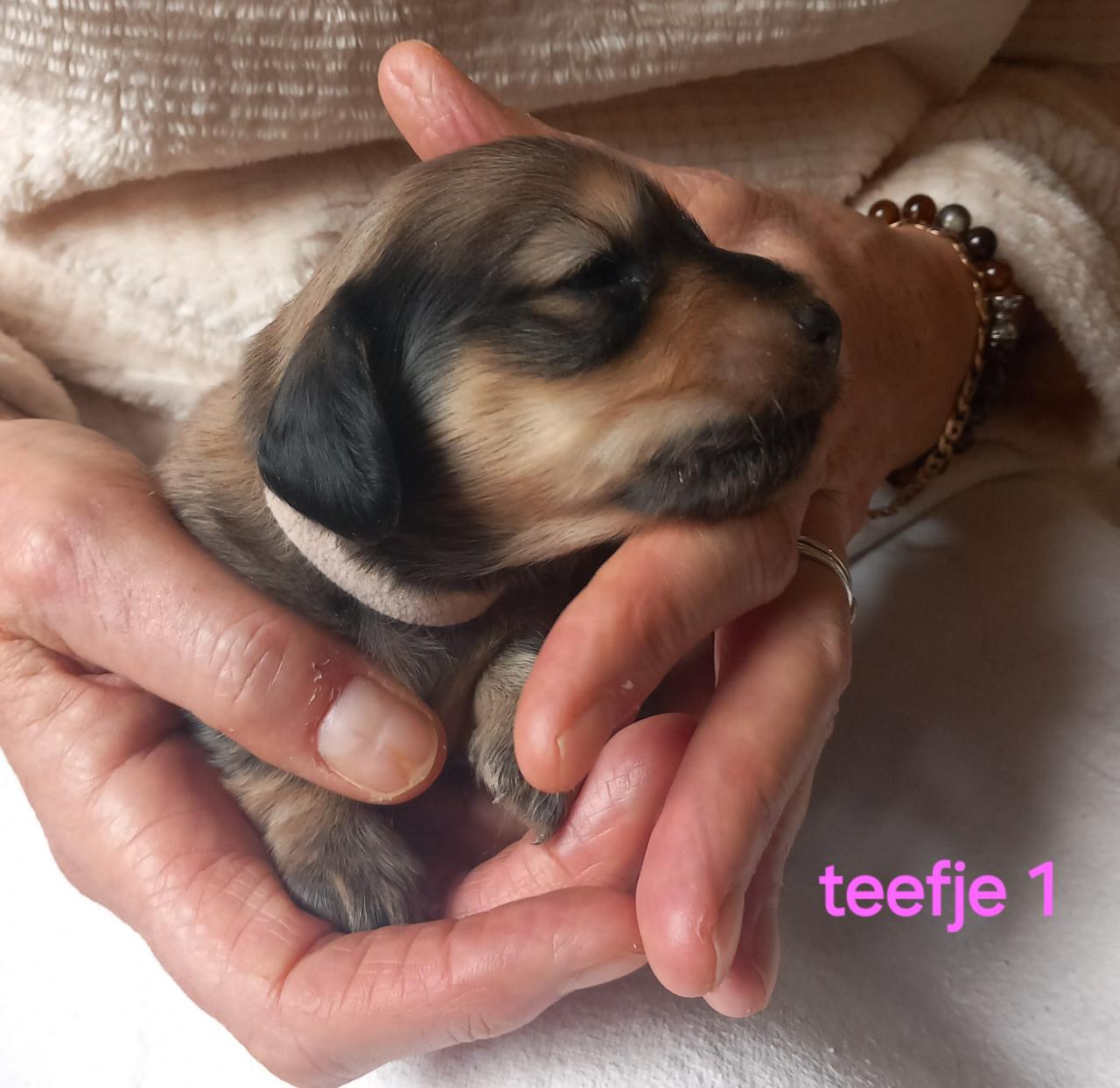 Langhaar teckel puppies
