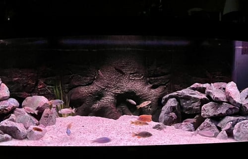 Fraai Juwel Vision 450 aquarium met Malawi biotoop