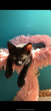 🌸 kitten kater🌸