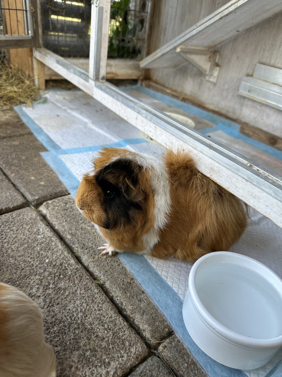 Cavia’ s
