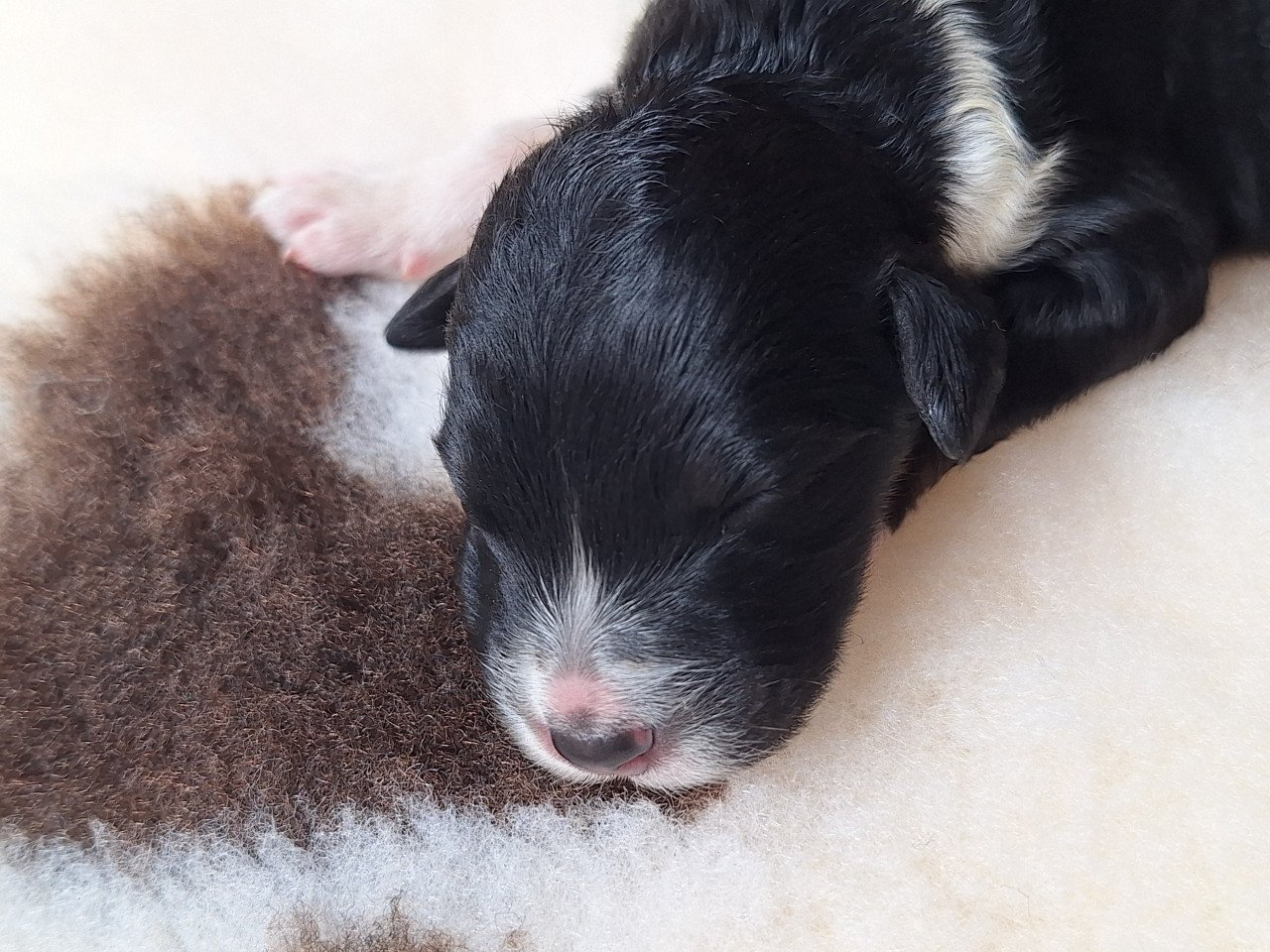 Bernedoodles pups