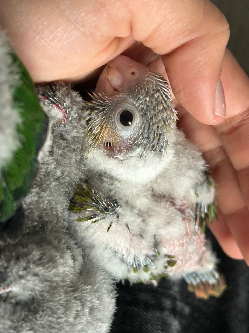 Jonge pyhurra parkieten