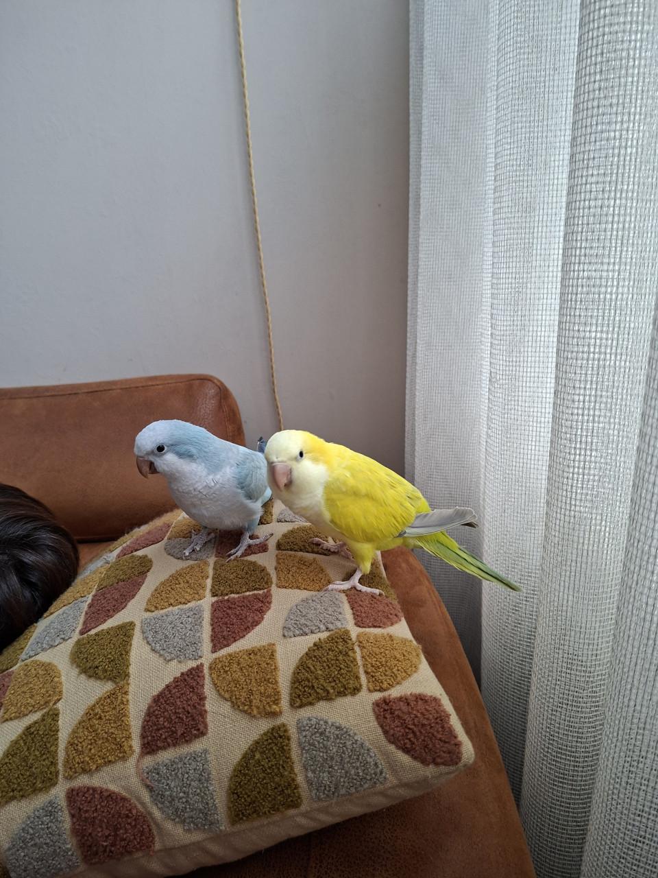 Muisparkieten  met kooi