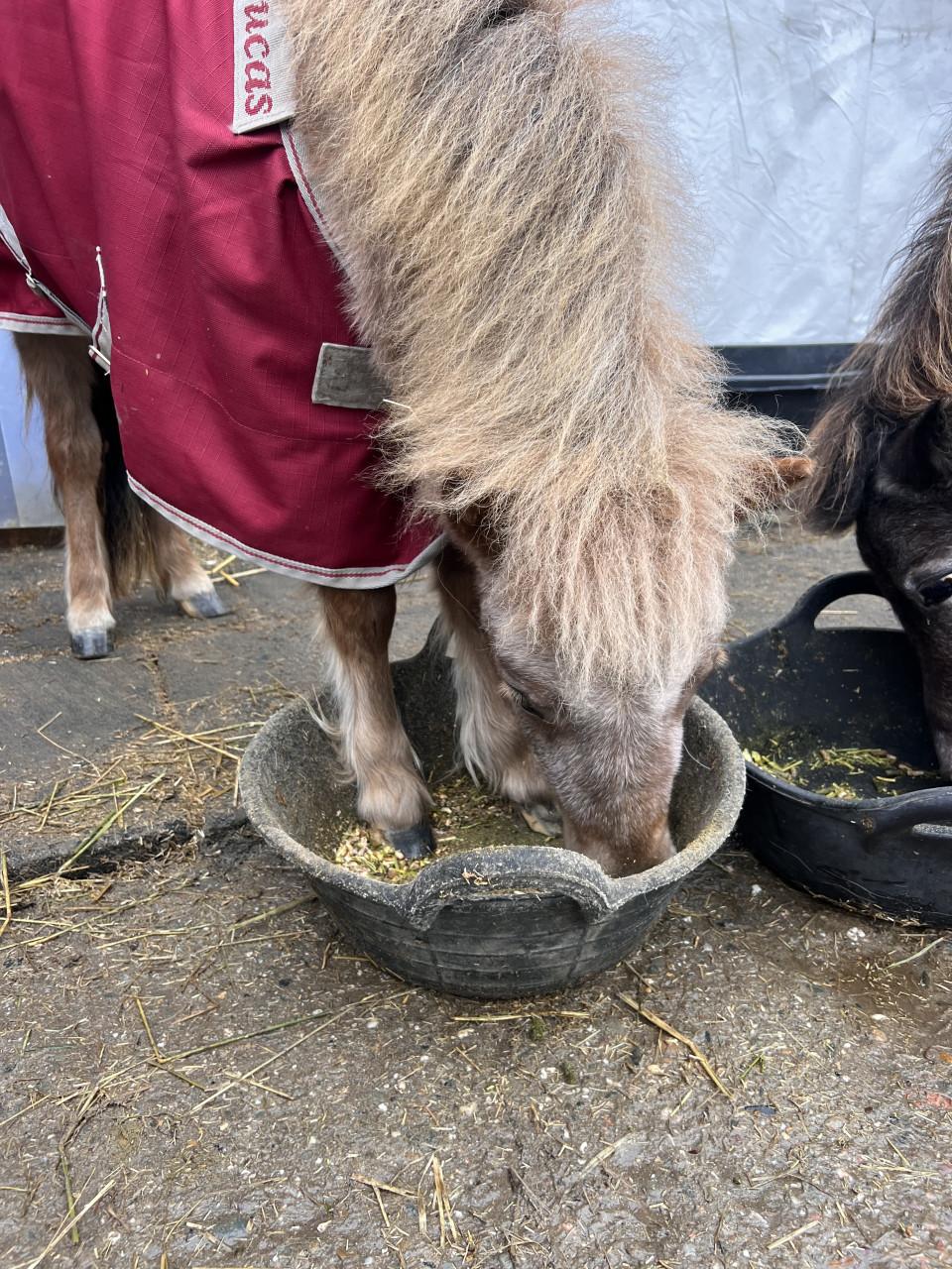 Gezocht: Een fijne en betrouwbare verzorger voor onze mini-paardjes