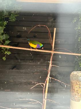 Gouldamadines