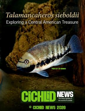 Aquariumvissen kweekgroep cichliden