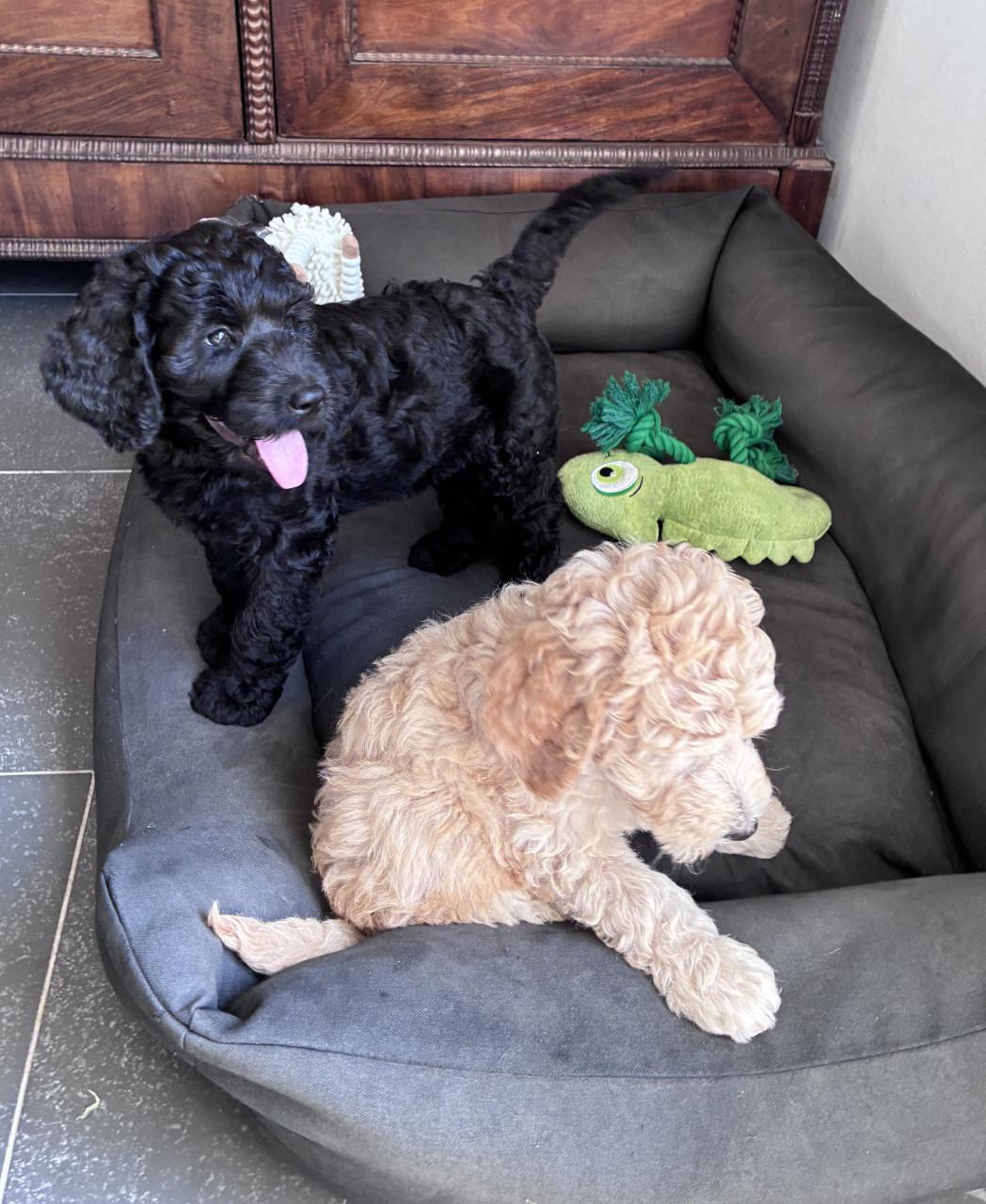Labradoodle pups