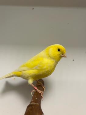 Ruime keuze kanaries