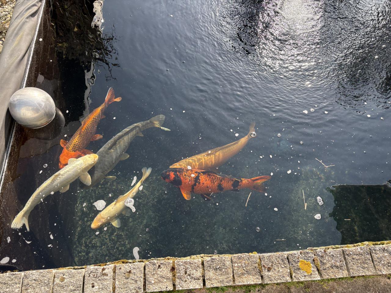 Koi karper en vijver onderdelen teab