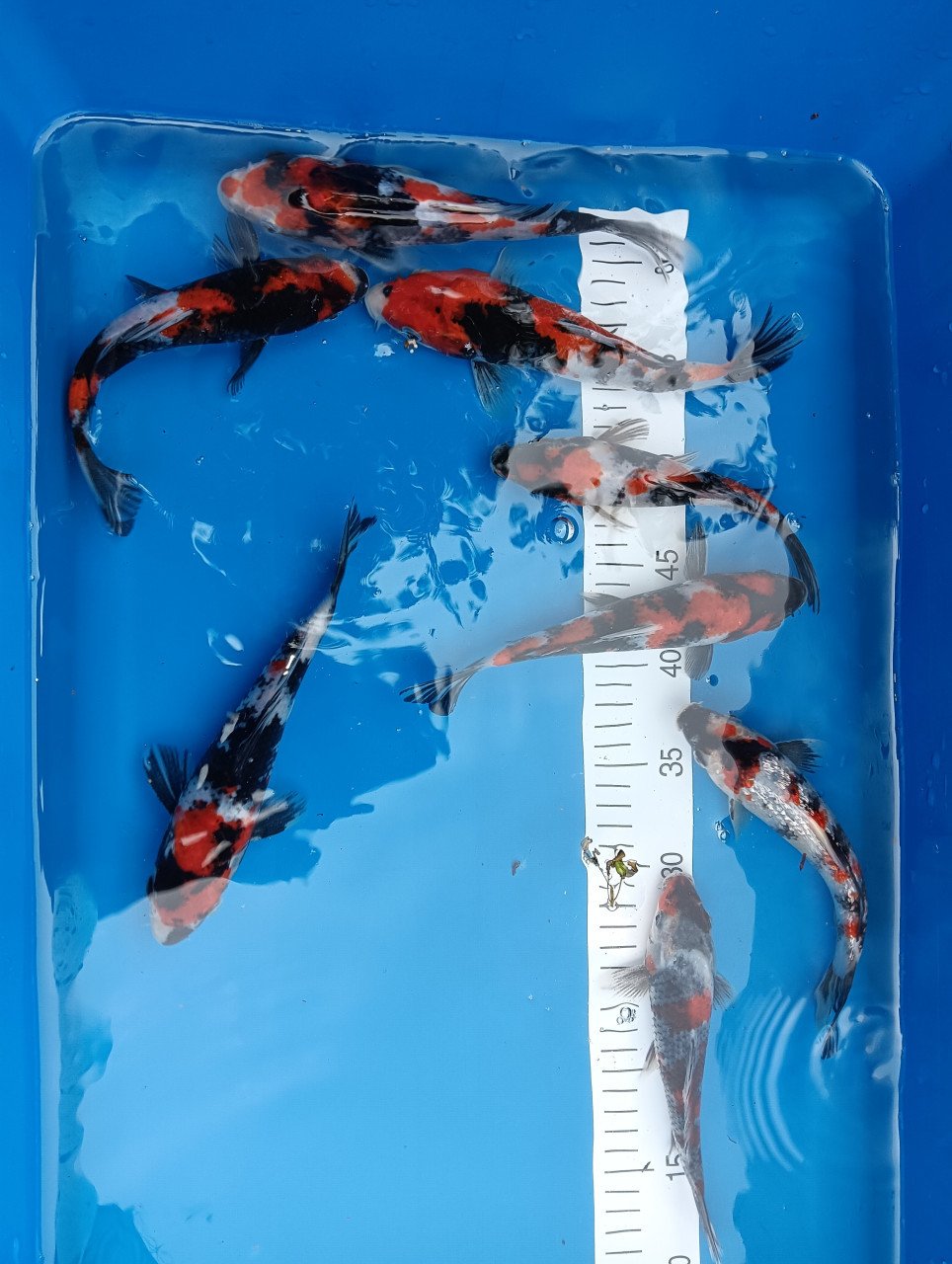 Japanse koi! Tosai showa