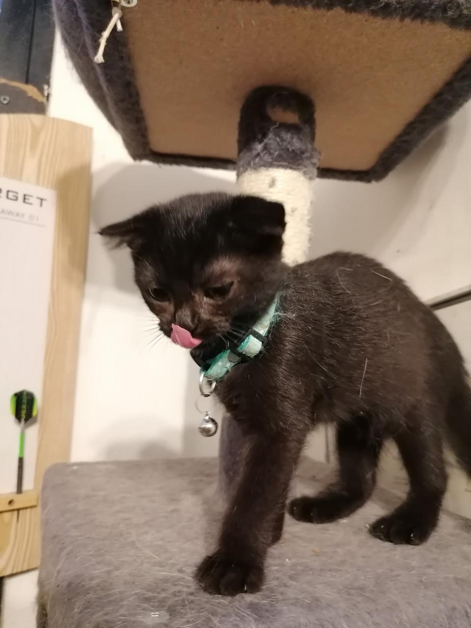 Kittens 12wkn oud