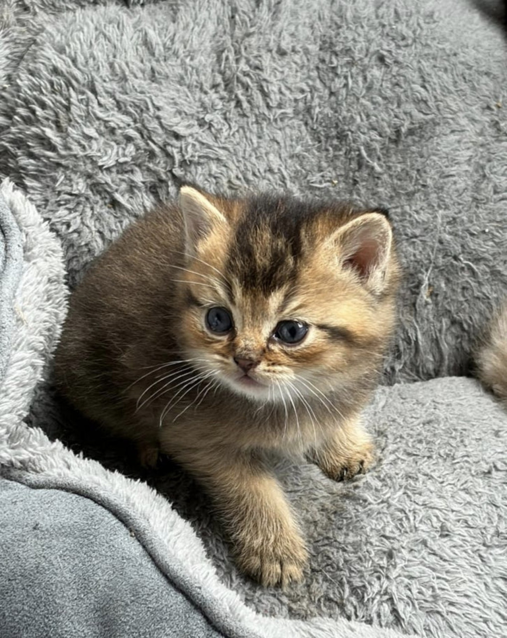 Prachtige britse korthaar kittens