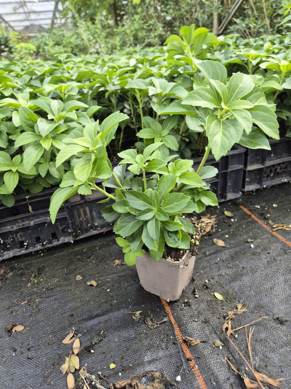Schaduwkruid - Pachysandra terminalis