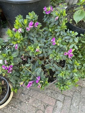 Polygala Myrtifolia