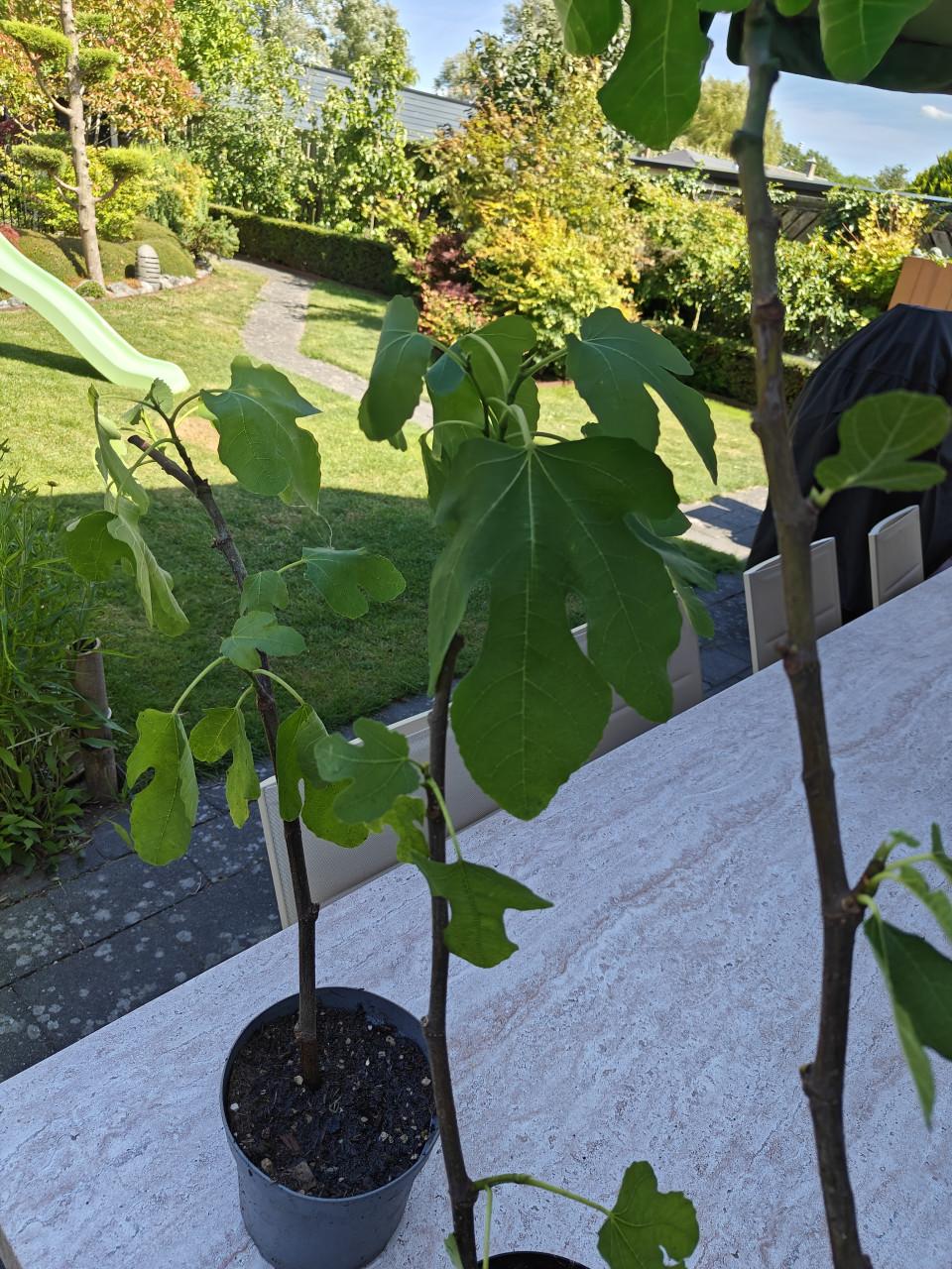 Vijgenboompjes vijgen vijgenplant  brown Turkey