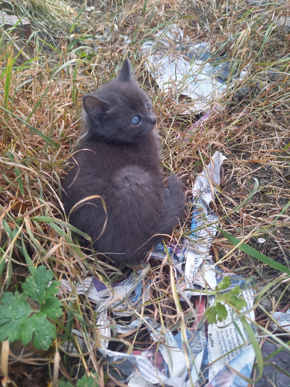 Kittens