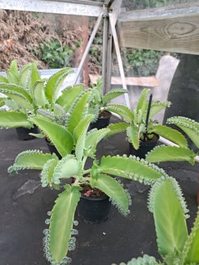 Vetplanten Mother of