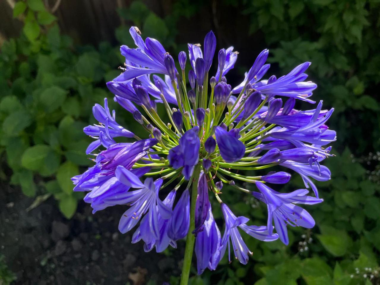 Grote AGAPANTHUS in rieten mand - VEERE