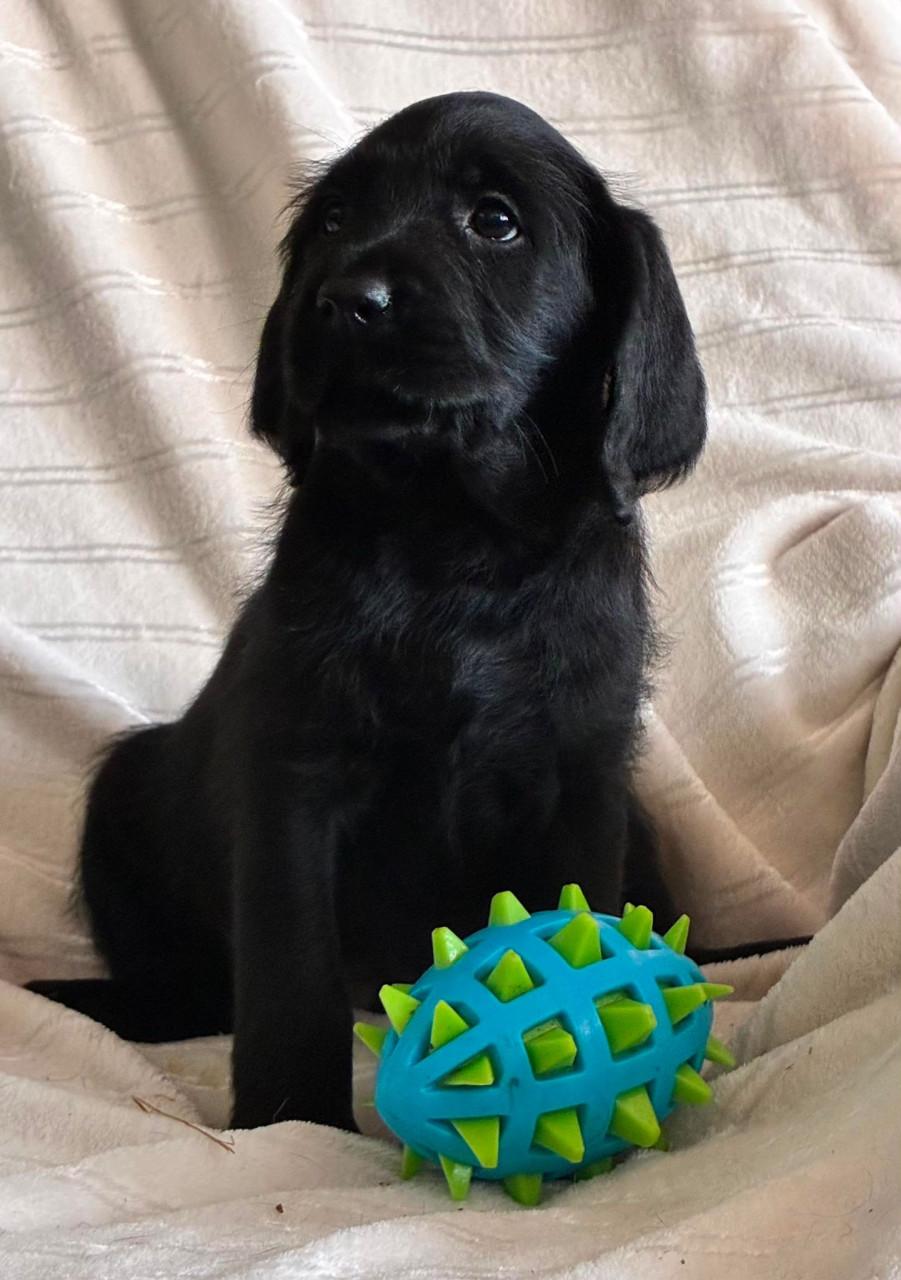 Labradoodle f1 pups beschikbaar