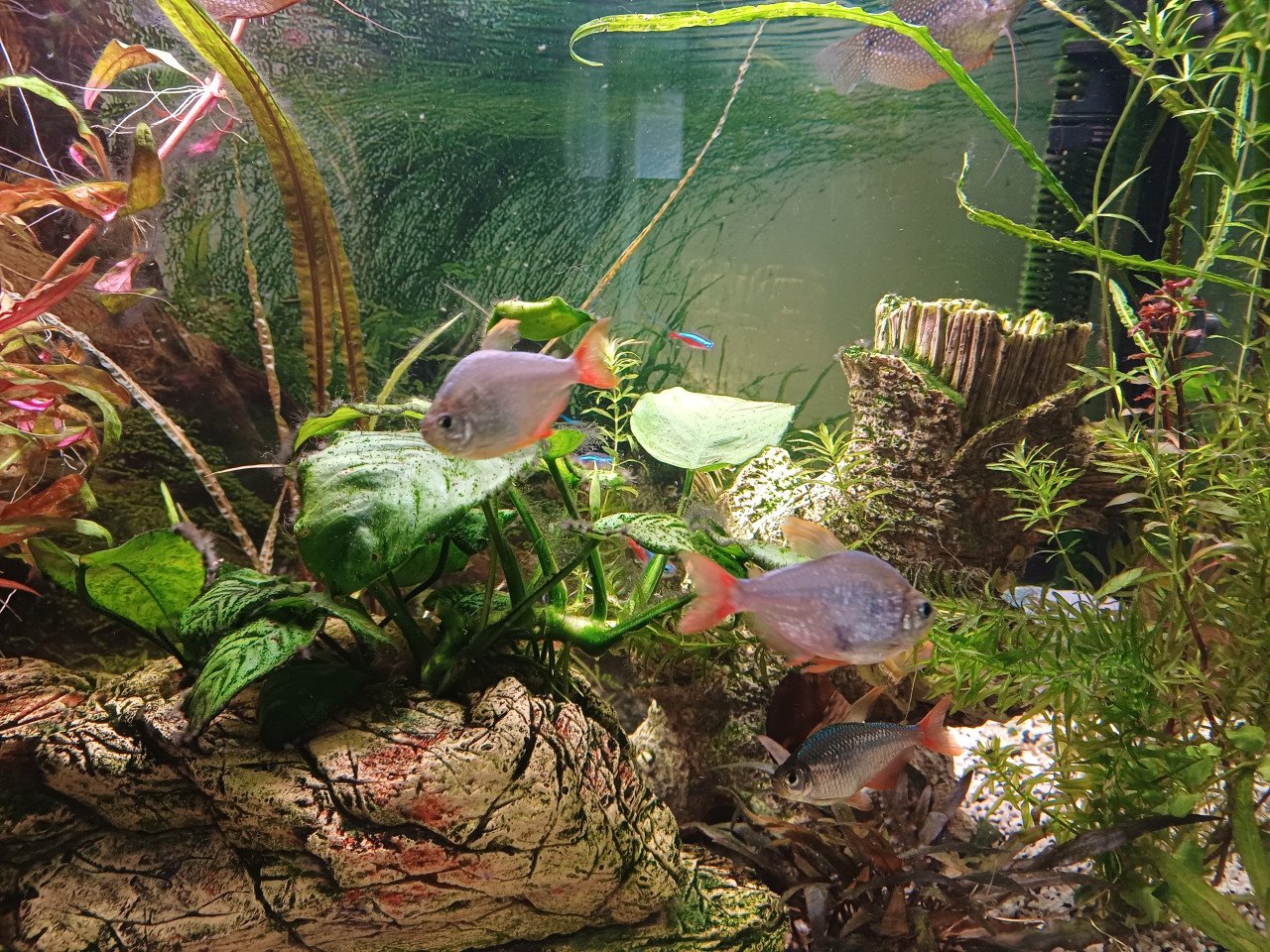 Geheel compleet draaiend Aquarium met garantie bonnen