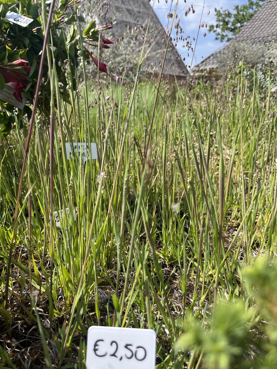 Diverse soorten (jonge siergrassen)