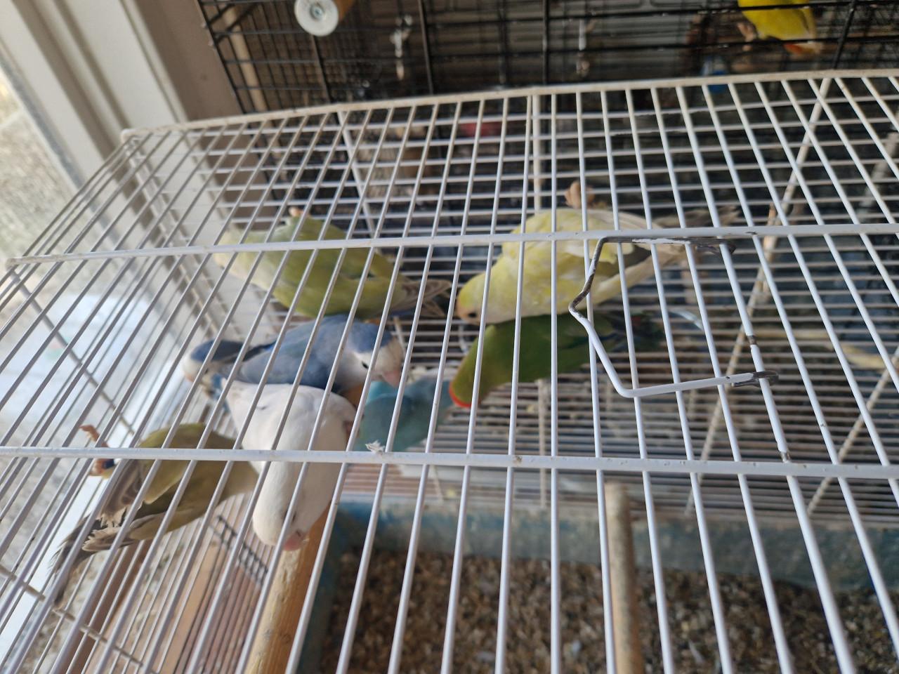 Te koop: Agapornis Roseicollis en Personatas in diverse kleuren.