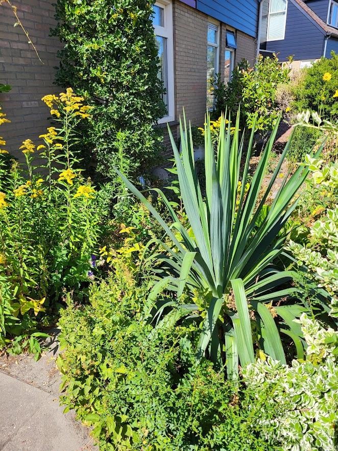 YUCCA