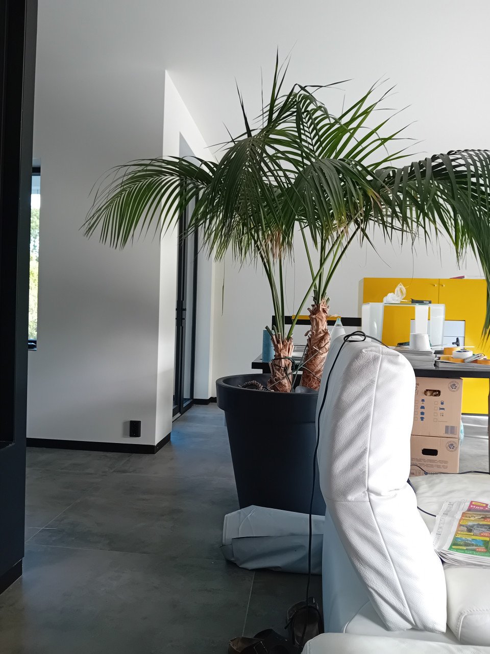 Grote palm plant