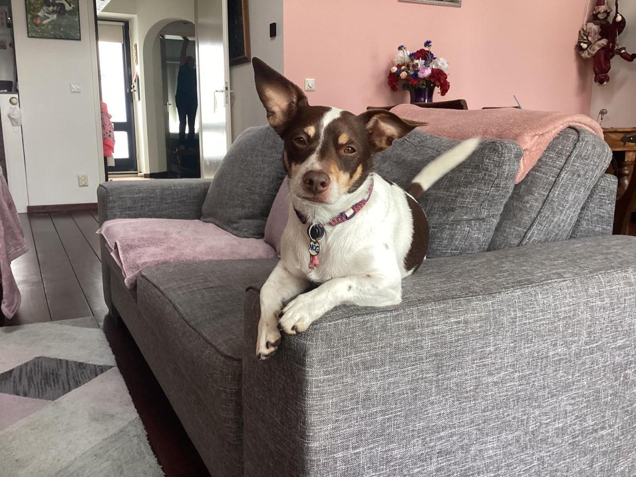 Lieve Jack Russel zoekt nieuw thuis