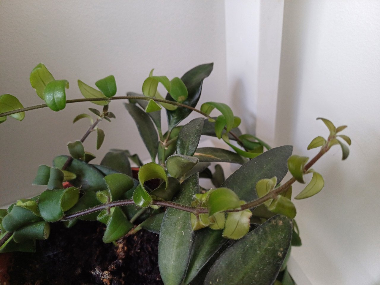 PRACHTIG: 3 gewortelde STEKJES LIPSTICKPLANT, rode bloemen