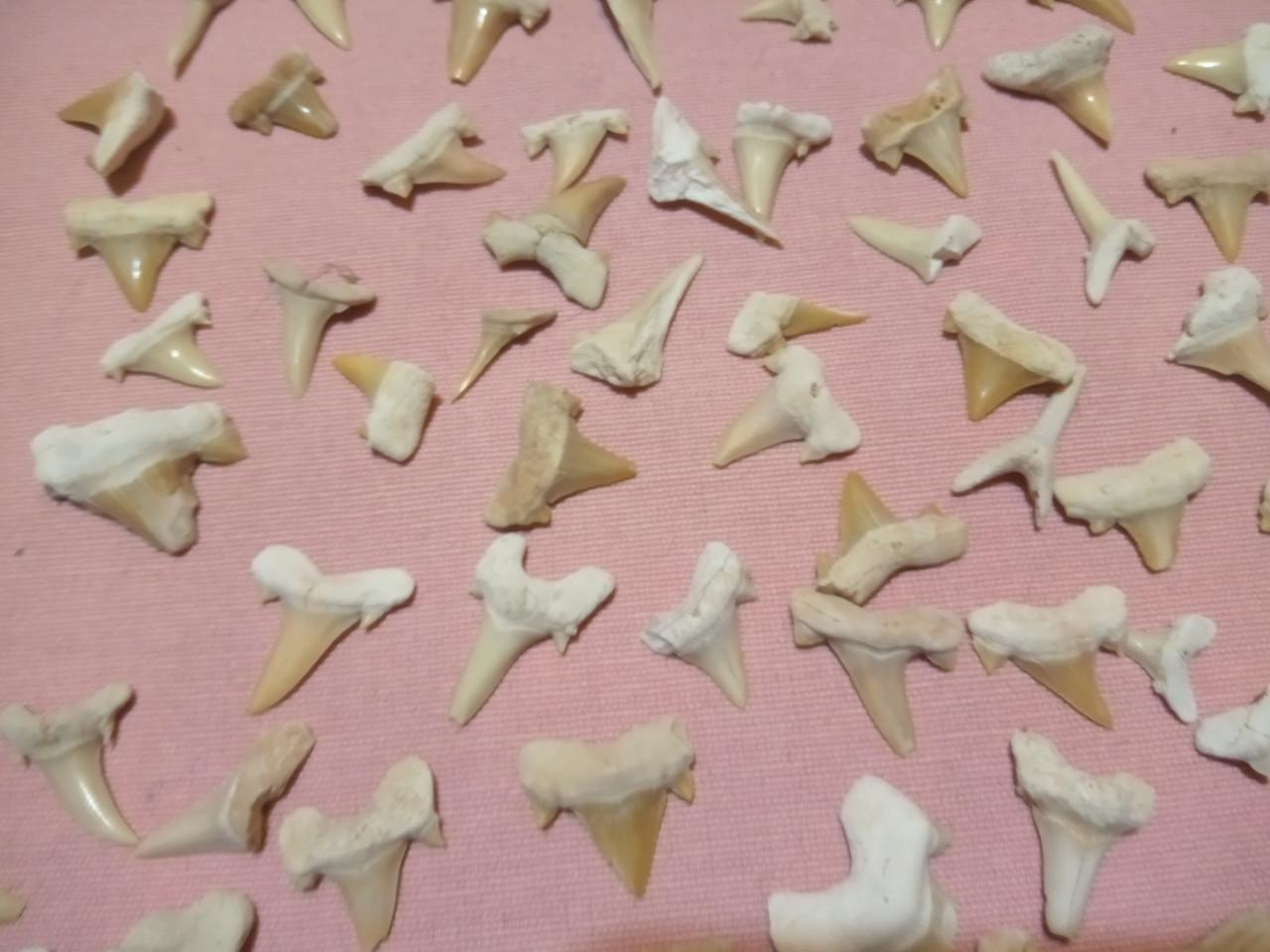 Wegens stoppen verzamelen..plm 90 witte haaientanden