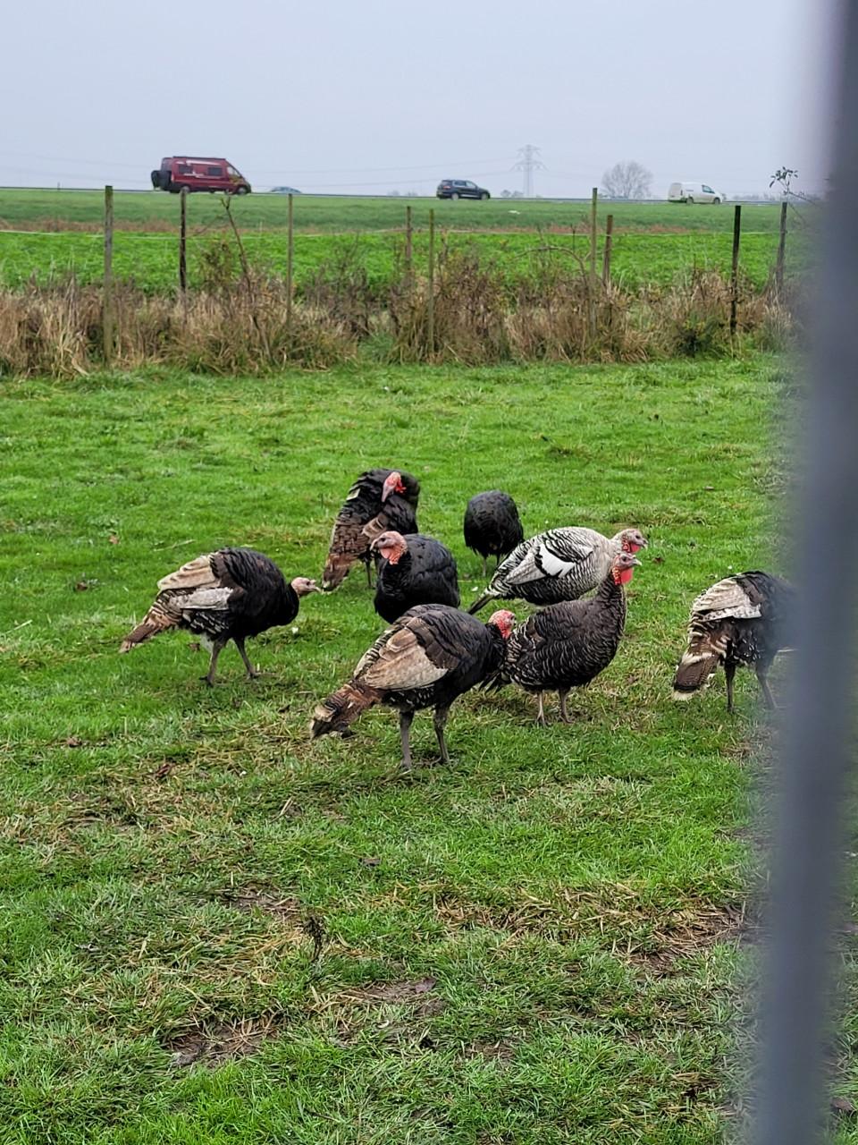 Super Kippenvoer  60 ct./ kg. gemalen, grof/fijn
