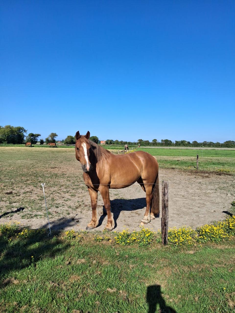5- jarige lieve merrie te koop