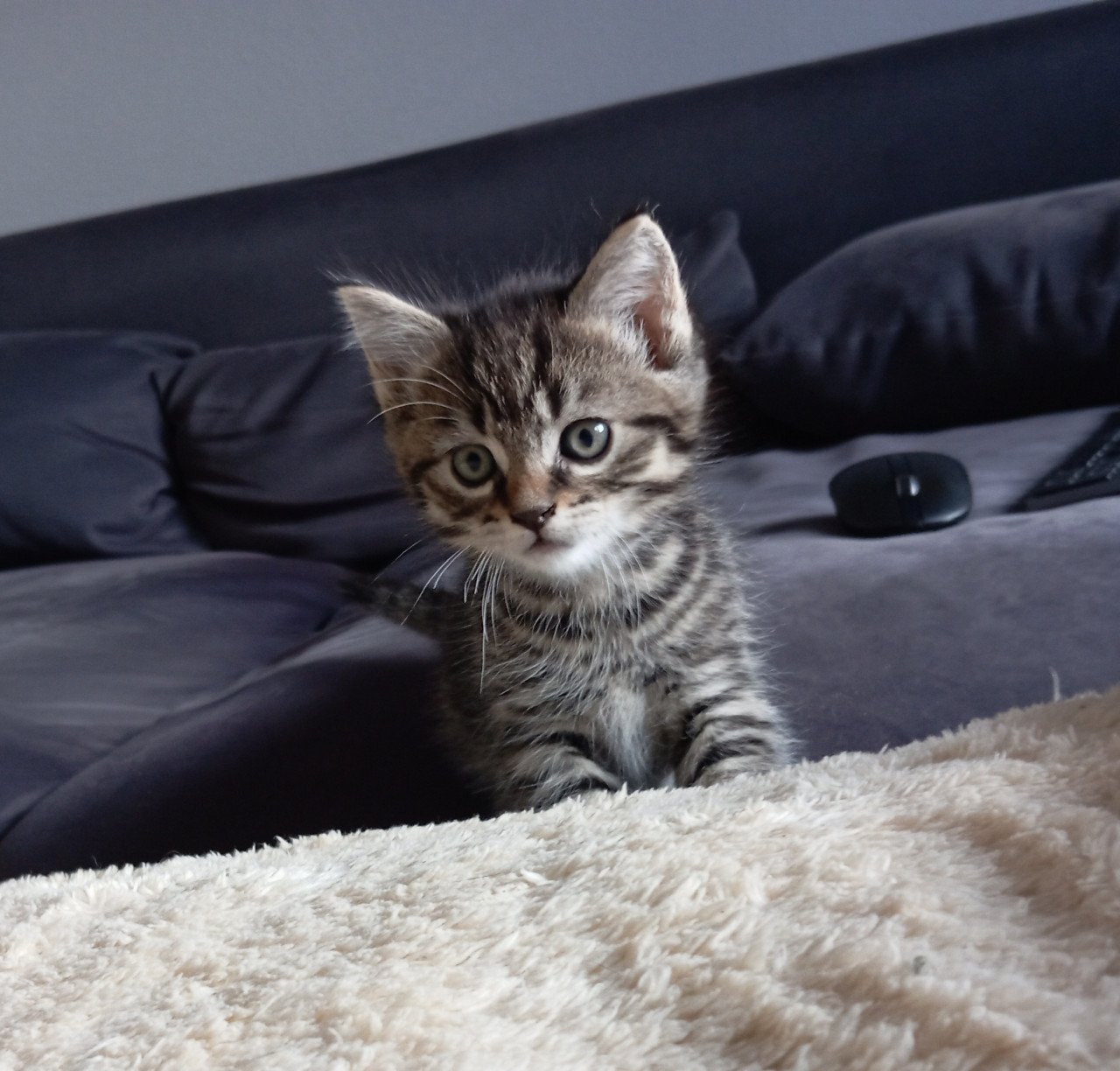 Kittens