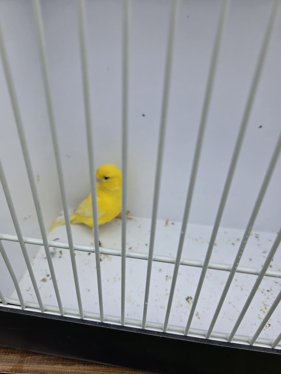 Vogel kanarie