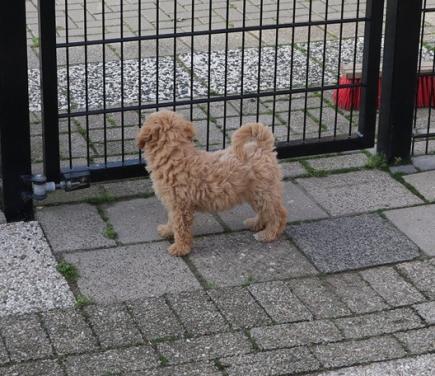 Dwerg poedel pups