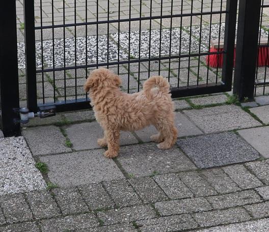 Dwerg poedel pups