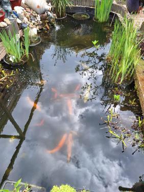 Gratis af te halen grote goud- en zilverwindes