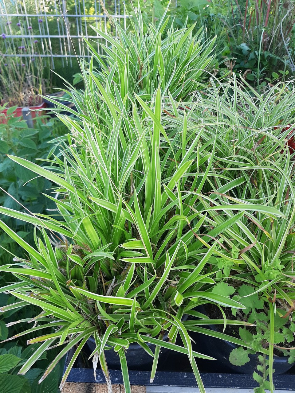Bloeiende vaste planten