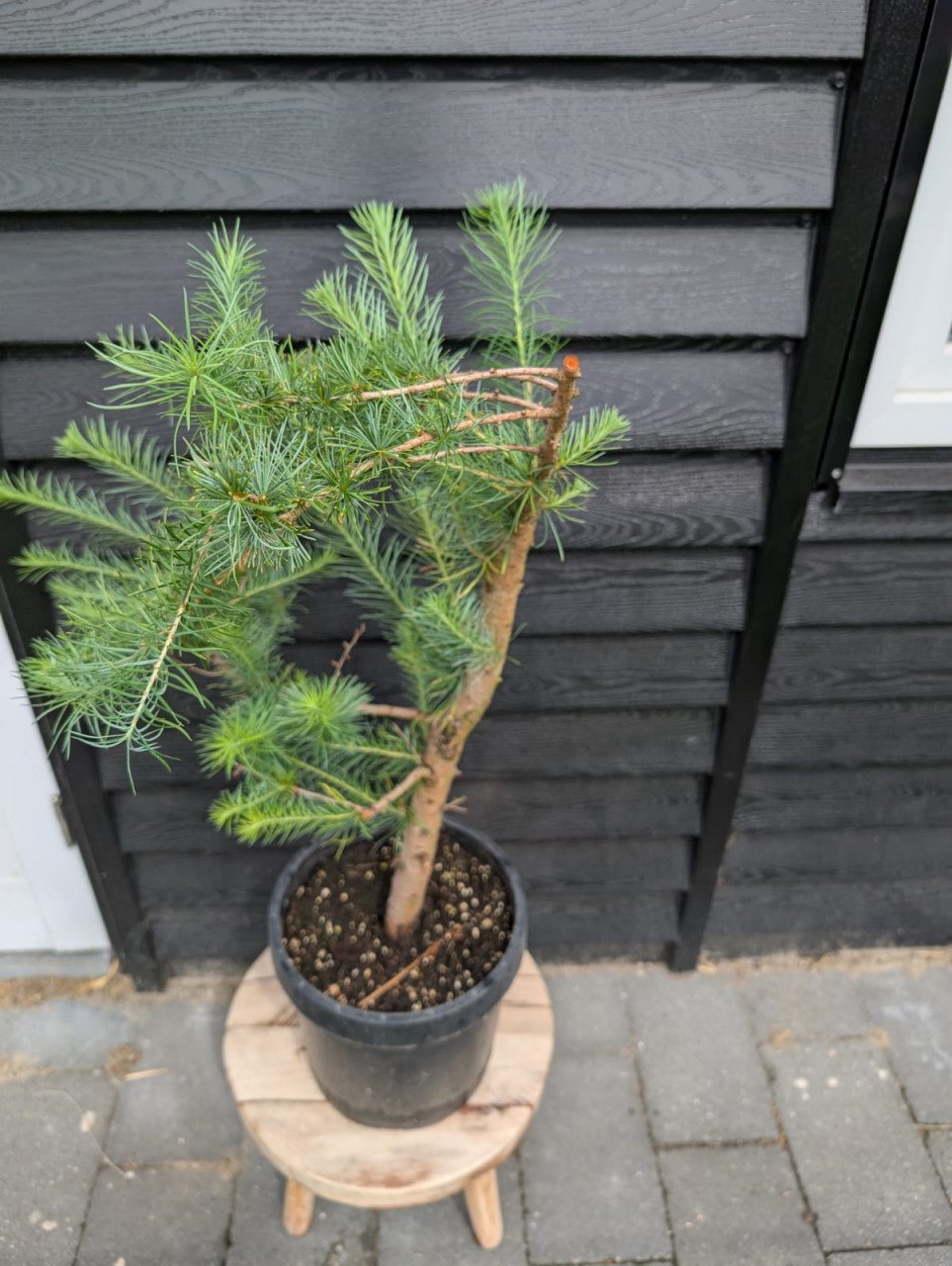 Japanse larix naaldboom