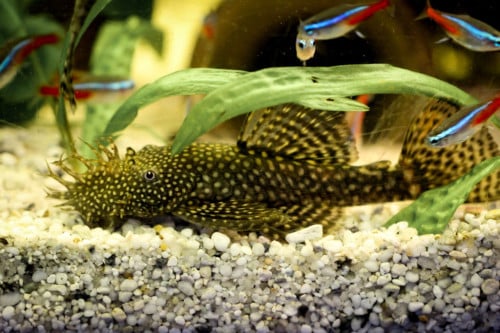 Ancistrus (borstelneus man)