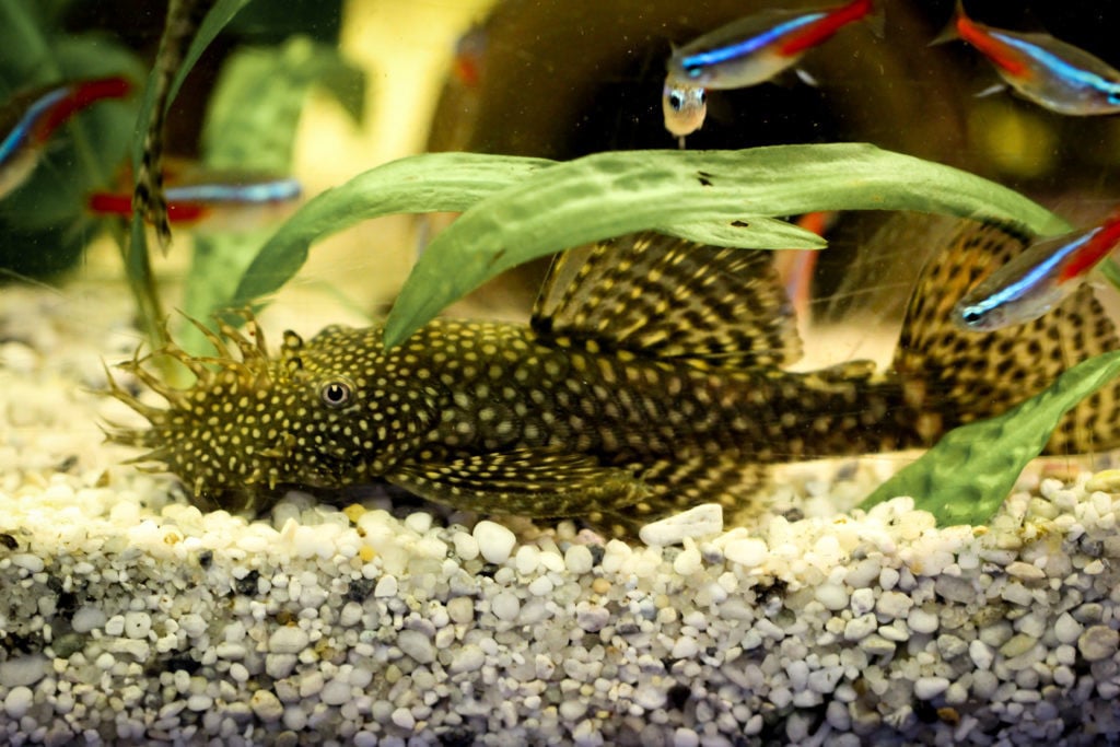 Ancistrus (borstelneus man)